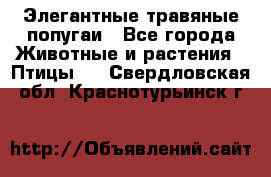 Элегантные травяные попугаи - Все города Животные и растения » Птицы   . Свердловская обл.,Краснотурьинск г.